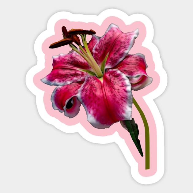 Big Petaled Pink and White Lily Sticker by Bluedaisy66